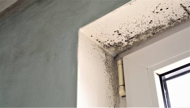 Forensic Mold Investigation in Medford, MN