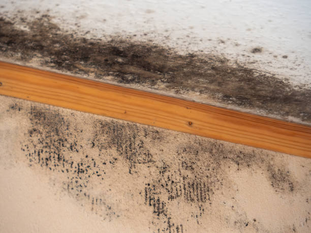 Best Residential Mold Inspection & Testing  in Medford, MN