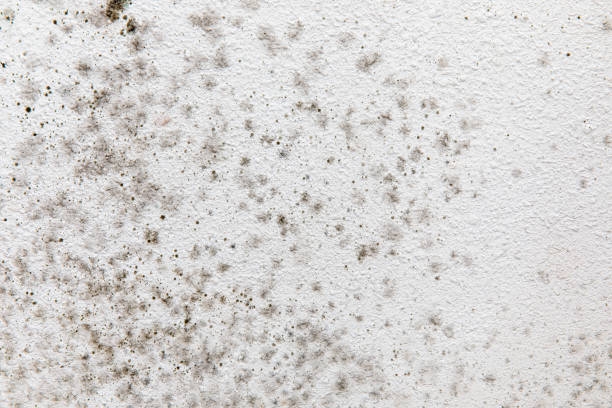 Best Water Damage & Mold Remediation  in Medford, MN